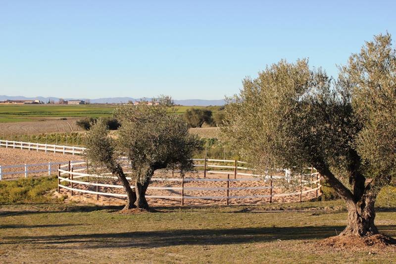 pista-circular-centro-hipico