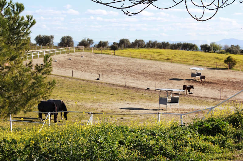 pupillaje-ponis-y-caballos